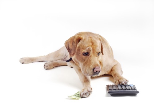 Heller Labrador berührt mit einer Pfote einen Taschenrechner mit der anderen Pfote hält er einen Geldschein fest.