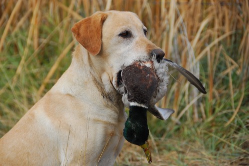 Heller Labrador mit einer toten Ente im Maul.