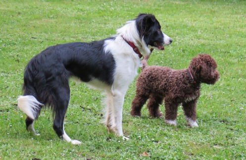 zwei junge Hunde