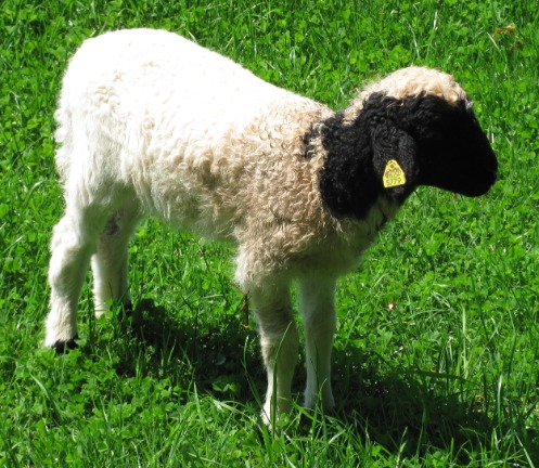 junges Schaf mit Ohrmarke