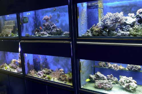 Sechs Aquarien in zwei Reihen angeordnet, welche Fische, Korallen und Seeanemonen beinhalten.