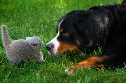 Ein Berner Sennenhund liegt im Gras direkt vor einer jungen Katze. Die Katze macht einen Buckel und steht leicht nach hinten gebeugt.